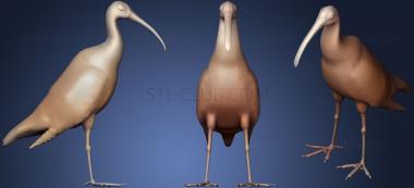3D model Australian Ibis (STL)